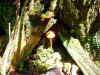 Toad temple