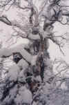 Eerie mountain spirit