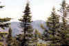 Giant